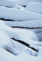 Grane u snijegu