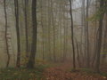 Šuma u magli