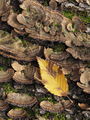 List i gljive