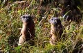marmotte