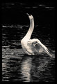 swan