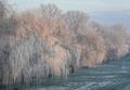 vilinsko jutro…