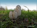 gljiva - gnoji…