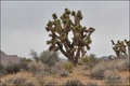 Kaktusi Nevade…