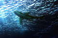 Oceanic white …