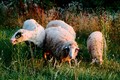 Ovce mirno pasu