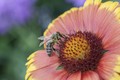 napudrana pčel…