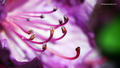 purple tentacl…
