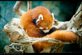 crvena panda
