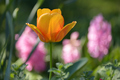 Tulipan 