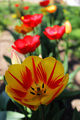 Tulipani