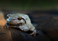 frog