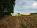 Žito je pokoše…
