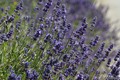 lavanda