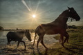 Magic horses I…