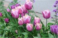 Tulipani