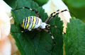 Argiope Bruenn…