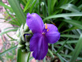 Tradescantia f…