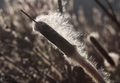 Rogoz(Typha La…