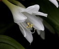 Hosta