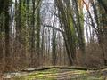 Valpovo šuma