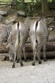 Zebre