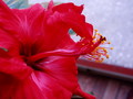 Hibiskus