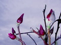 magnolija5