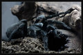 grammostola pu…