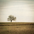 Usamljno drvo