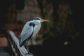 Ardea cinerea …