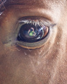  Konj u oku