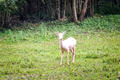 Albino