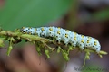 larva sovice