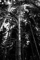 U Samoborskom …