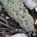 Cladonia stell…