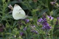 Bijeli leptiri…