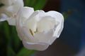 Bijeli tulipan