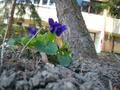 Proljeće u gra…