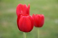 Tri tulipana