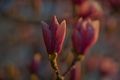 Vrijeme magnol…
