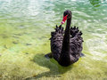 Black Swan