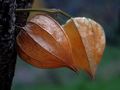 Physalis