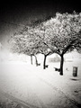 Snow on my iPh…