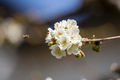 Trešnjin cvije…
