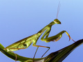 Praying mantis