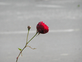 crvena ruža na sivome