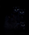 črni mački