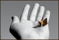 Butterfly Touch