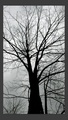 deep blackwood